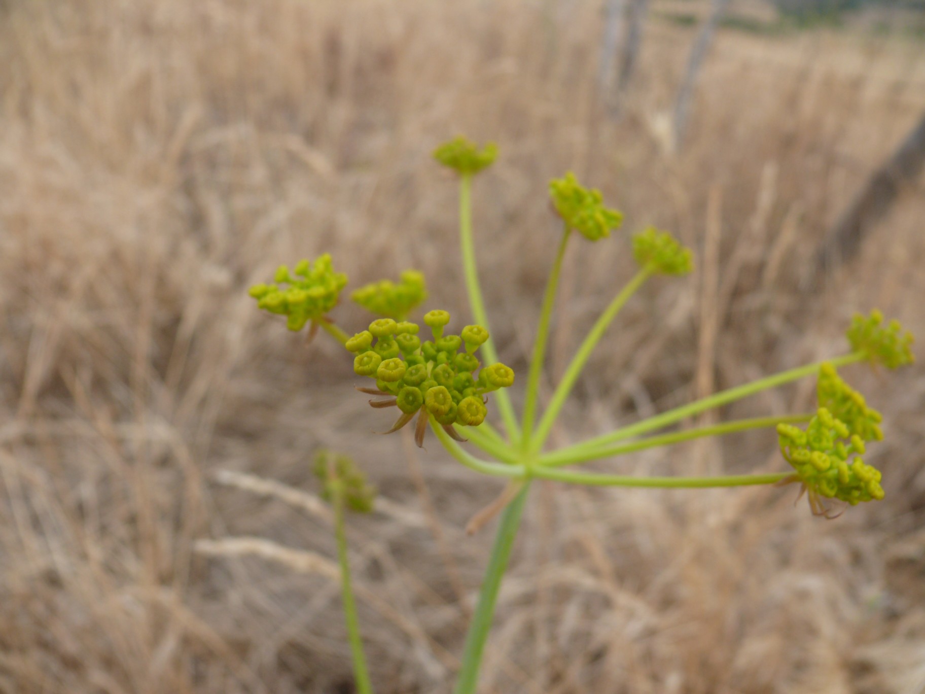 Elaeoselinum asclepium (Apiaceae)